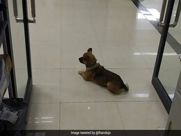 COVID-19 का शिकार हुआ था शख्स, तीन महीने से अस्पताल के गेट पर मालिक का इंतजार कर रहा है कु्त्ता COVID-19 का शिकार हुआ था शख्स, तीन महीने से अस्पताल के गेट पर मालिक का इंतजार कर रहा है कु्त्ता