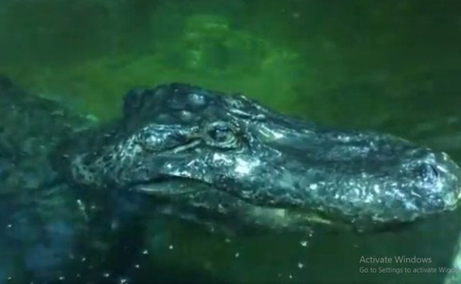 हिटलर के पालतू मगरमच्छ की मौत, जानिए इसकी दिलचस्प कहानी