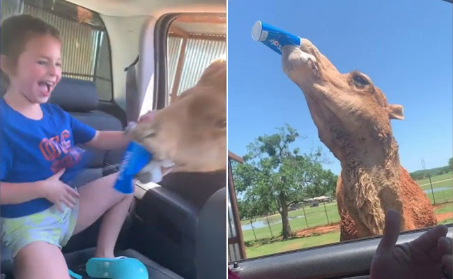 Camel Raids Family's Car For Snacks, Snatches Cup From Girl. Watch
