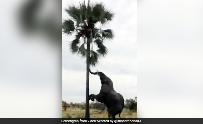 खाने के लिए पेड़ पर चढ़ता दिखा हाथी, दो पैर पर खड़े होकर किया कुछ ऐसा... देखें Viral Video