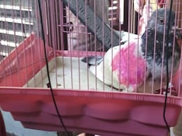 Pigeon With Tag, Pink Patch Triggers "Pak Spy" Alarm In Jammu And Kashmir Pigeon With Tag, Pink Patch Triggers "Pak Spy" Alarm In Jammu And Kashmir