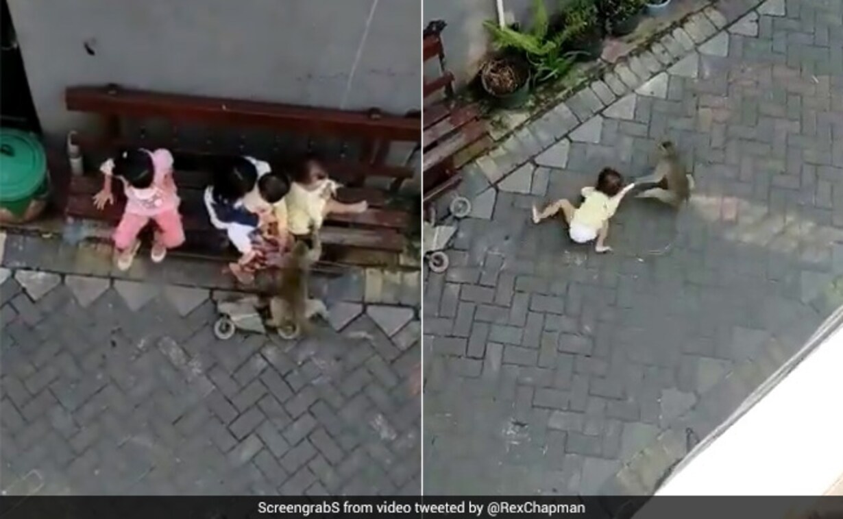 Monkey Riding A Bike Grabs Toddler Drags Her In Shocking Video