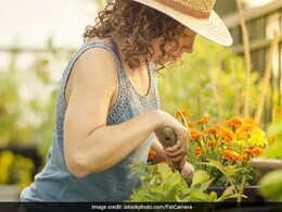 सिर्फ एक Gardening करने से रह सकते हैं आप हेल्दी, जानें क्या होते हैं इसके फायदे