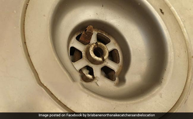 Terrifying Moment Deadly Snake Slithers Out Of Sink As Man Washes Dishes