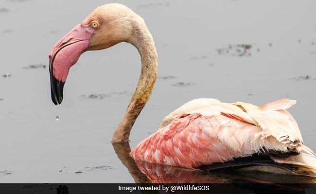 Injured Flamingo Rescued In Delhi, Released Into Wild After Treatment