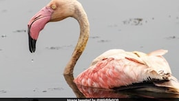Delhi Bird Census: Over 160 Bird Species, 21 First Time Sightings Documented
