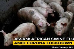 Assam Becomes Epicentre Of African Swine Fever In India As 2,800 Pigs Die Assam Becomes Epicentre Of African Swine Fever In India As 2,800 Pigs Die