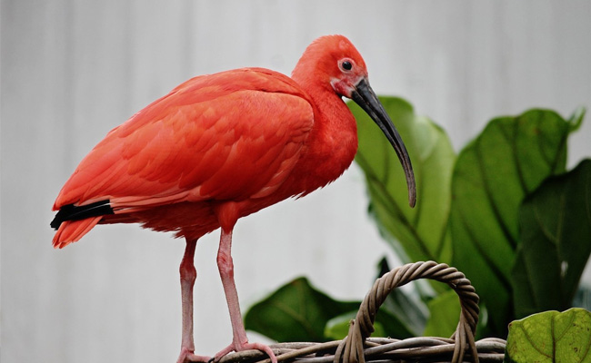 Glossy Ibis Bird Collapses Due To Heat, Rescued From PM Modi's Residence