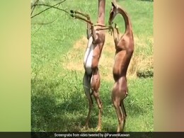 जिराफ की तरह दिखने वाले इस जानवर का वीडियो हो रहा है वायरल, लोगों के कुछ यूं आए रिएक्शन जिराफ की तरह दिखने वाले इस जानवर का वीडियो हो रहा है वायरल, लोगों के कुछ यूं आए रिएक्शन
