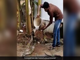 गर्मी में नल के पास बैठा था किंग कोबरा, शख्स ने मुंह पर बाल्टी से डाला पानी, तो हुआ ऐसा - देखें Video गर्मी में नल के पास बैठा था किंग कोबरा, शख्स ने मुंह पर बाल्टी से डाला पानी, तो हुआ ऐसा - देखें Video