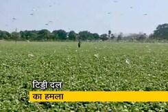 मध्य प्रदेश: टिड्डियों ने बढ़ाई किसानों की चिंता मध्य प्रदेश: टिड्डियों ने बढ़ाई किसानों की चिंता