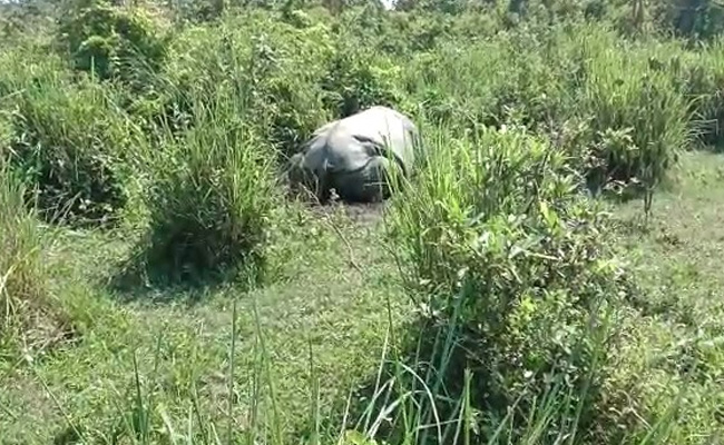 Rhino Poached, Horn Hacked Off In Assam's Kaziranga, AK-47 Bullets Found