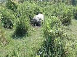 Rhino Poached, Horn Hacked Off In Assam's Kaziranga, AK-47 Bullets Found Rhino Poached, Horn Hacked Off In Assam's Kaziranga, AK-47 Bullets Found