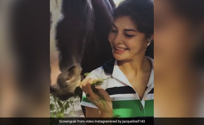 A Day In Jacqueline Fernandez's Lockdown Life At Salman Khan's Panvel Farmhouse