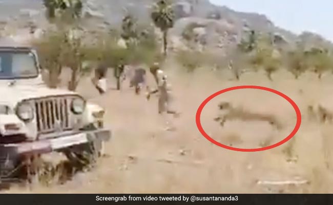 तेंदुए को डंडे से पीटने के लिए खेत में घुसा शख्स तो जानवर ने हवा में उछलकर किया Attack और फिर... देखें Video