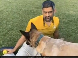 Watch: MS Dhoni's Dog Gives Him The Cold Shoulder But Obeys Sakshi Watch: MS Dhoni's Dog Gives Him The Cold Shoulder But Obeys Sakshi