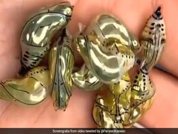 Gold की तरह दिखने वाले इस जीव की सच्चाई जब दुनिया के सामने आई तो लोग हो गए हैरान, देखें वीडियो Gold की तरह दिखने वाले इस जीव की सच्चाई जब दुनिया के सामने आई तो लोग हो गए हैरान, देखें वीडियो