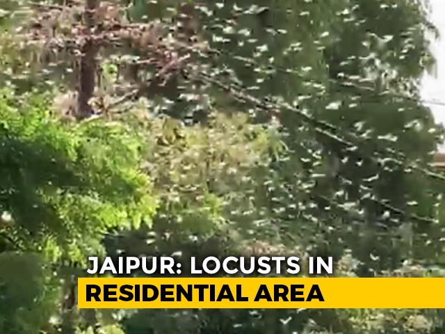 Swarms Of Locusts Enter Jaipur Residential Areas