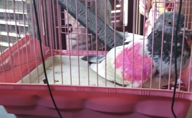 Pigeon With Tag, Pink Patch That Triggered "Pak Spy" Alarm, Released&nbsp;