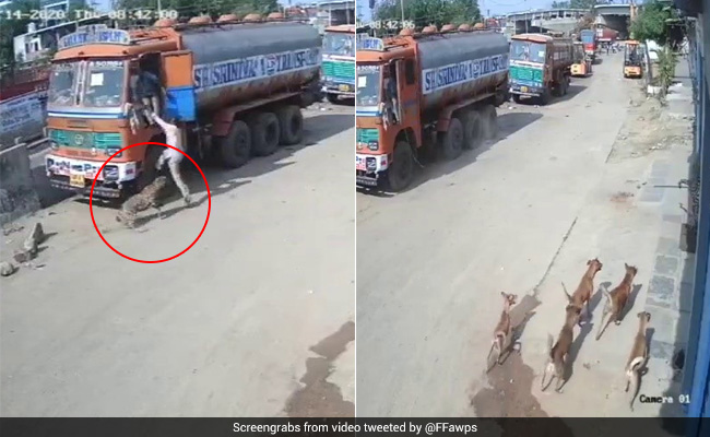 Stray Dogs Corner Leopard After It Attacks Man In Hyderabad. Watch