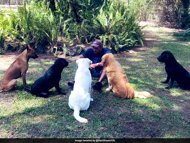 Ravi Shastri's "Social Distancing Huddle" With Dogs A Massive Hit On Twitter. See Pics