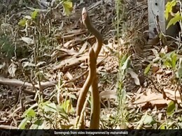 इस एक्ट्रेस के फार्म हाउस पर डांस करते नजर आए नाग, तो टीवी की इच्छाधारी नागिन बोलीं- मुझे डर लग रहा है...देखें Video इस एक्ट्रेस के फार्म हाउस पर डांस करते नजर आए नाग, तो टीवी की इच्छाधारी नागिन बोलीं- मुझे डर लग रहा है...देखें Video