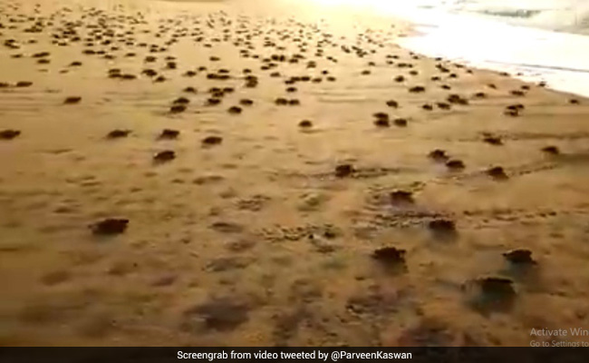 VIDEO: समुद्र के किनारे करोड़ों कछुए के बच्चे आए नजर, आप जरूर देखना चाहेंगे ये खूबसूरत नजारा