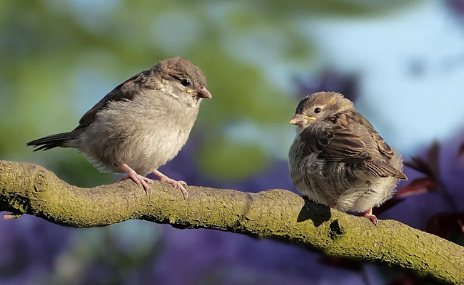 World Sparrow Day 2022: Know History, Significance Of The Day