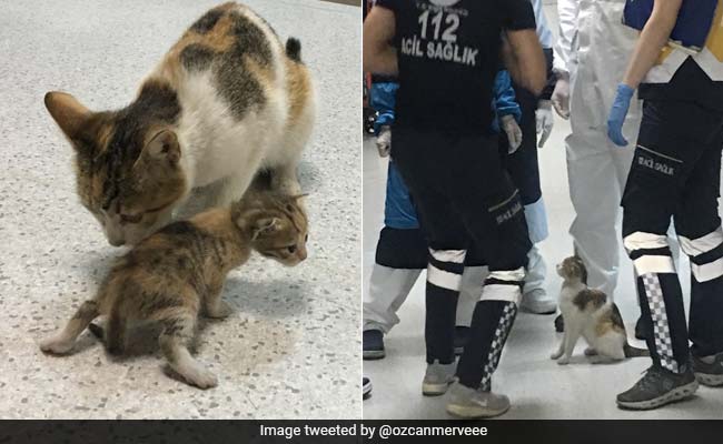 Stray Cat Brings Sick Kitten To Hospital, Medics Rush To Their Aid