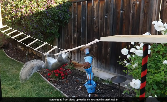 Millions Of Views For NASA Engineer's Obstacle Course To Outwit Squirrels