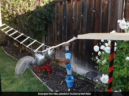 Millions Of Views For NASA Engineer's Obstacle Course To Outwit Squirrels Millions Of Views For NASA Engineer's Obstacle Course To Outwit Squirrels