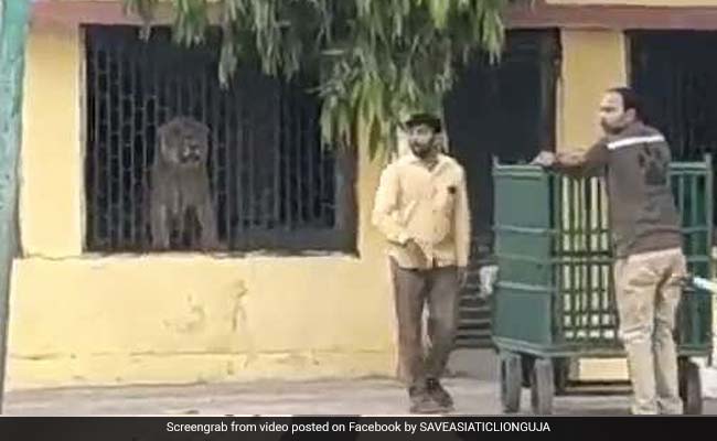खाने की तलाश में स्कूल के अंदर घुस गया शेर, पिंजरा देखते ही ऐसे मारी दहाड़, देखें Viral Video