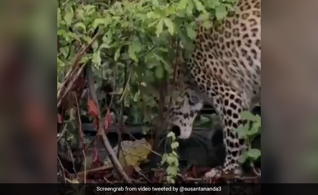 Watch: A Tiny Frog In A Fight With Leopard Has Twitter Amazed