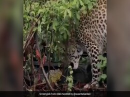 Watch: A Tiny Frog In A Fight With Leopard Has Twitter Amazed Watch: A Tiny Frog In A Fight With Leopard Has Twitter Amazed