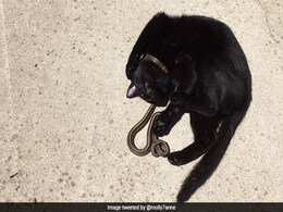 सांप और बिल्ली बने दोस्त, साथ में चैन की नींद लेते आए नजर, देखें Viral Photos सांप और बिल्ली बने दोस्त, साथ में चैन की नींद लेते आए नजर, देखें Viral Photos