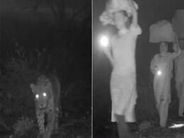 Migrant Family, Walking Home At Night, Nearly Crosses Paths With Leopard Migrant Family, Walking Home At Night, Nearly Crosses Paths With Leopard