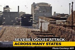 India's Locust Nightmare Spreads To Maharashtra, UP; High Alert In Punjab India's Locust Nightmare Spreads To Maharashtra, UP; High Alert In Punjab
