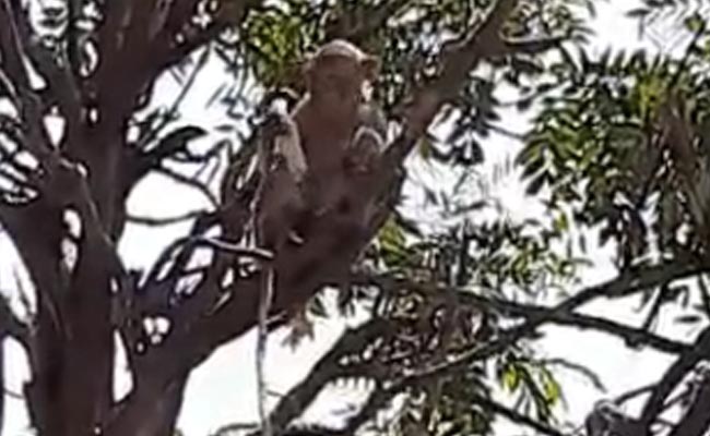 Monkey Steals COVID Patients' Blood Samples In UP, Eats Surgical Gloves