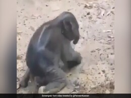 पैदा होते ही उठने की कोशिश करने लगा हाथी का बच्चा, लड़खड़ाए पैर तो मां ने किया ऐसा... देखें Video पैदा होते ही उठने की कोशिश करने लगा हाथी का बच्चा, लड़खड़ाए पैर तो मां ने किया ऐसा... देखें Video