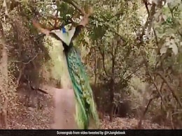 VIDEO: जंगल के बीच मोर का इस तरह से उड़कर पेड़ पर बैठना, शायद ही आपने पहले कभी देखा हो VIDEO: जंगल के बीच मोर का इस तरह से उड़कर पेड़ पर बैठना, शायद ही आपने पहले कभी देखा हो