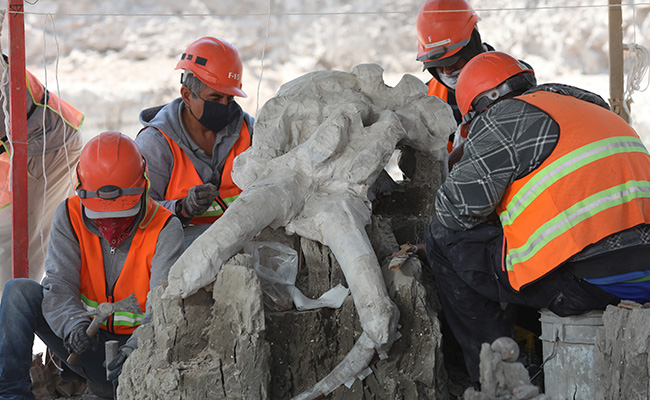 Mammoth Skeletons Dug Up At Mexico City Airport Construction Site