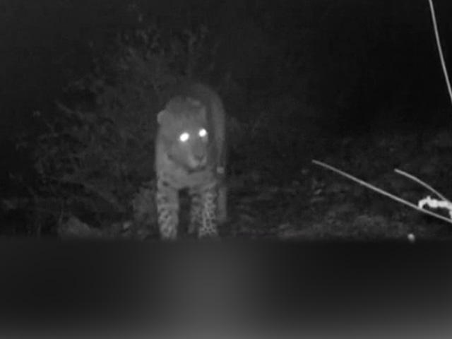 Migrant Family, Walking Home At Night, Nearly Crosses Paths With Leopard