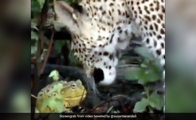 तेंदुए ने किया Attack तो हवा में उछलकर मेंढक ने ऐसे किया पलटवार... देखें फाइट का पूरा Video