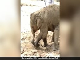 हाथी के बच्चे का कीचड़ में नहाते हुए वीडियो हुआ वायरल हाथी के बच्चे का कीचड़ में नहाते हुए वीडियो हुआ वायरल