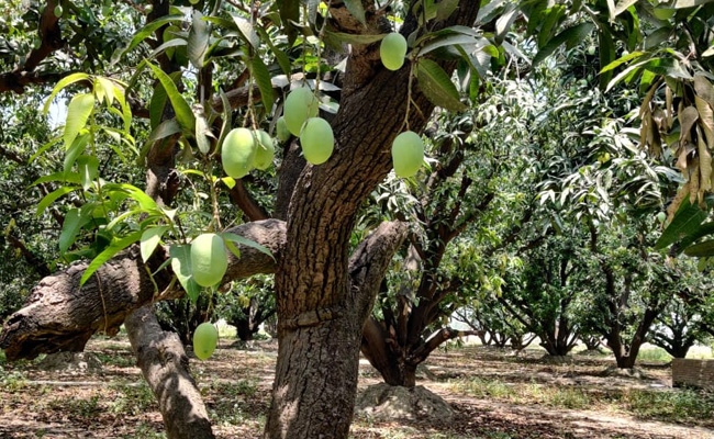 Uttar Pradesh: Region Tag For Banarasi Langda, Chausa Mangoes  Soon