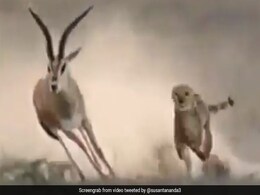 चीते ने शिकार के लिए लगाई दौड़ तो बारहसिंगा ने ऐसे दिया चकमा, सीधे दौड़ते हुए किया ऐसा... देखें Viral Video चीते ने शिकार के लिए लगाई दौड़ तो बारहसिंगा ने ऐसे दिया चकमा, सीधे दौड़ते हुए किया ऐसा... देखें Viral Video