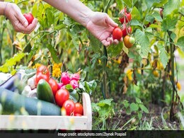 5 Common Vegetables You Can Easily Grow In Your Home Garden 5 Common Vegetables You Can Easily Grow In Your Home Garden