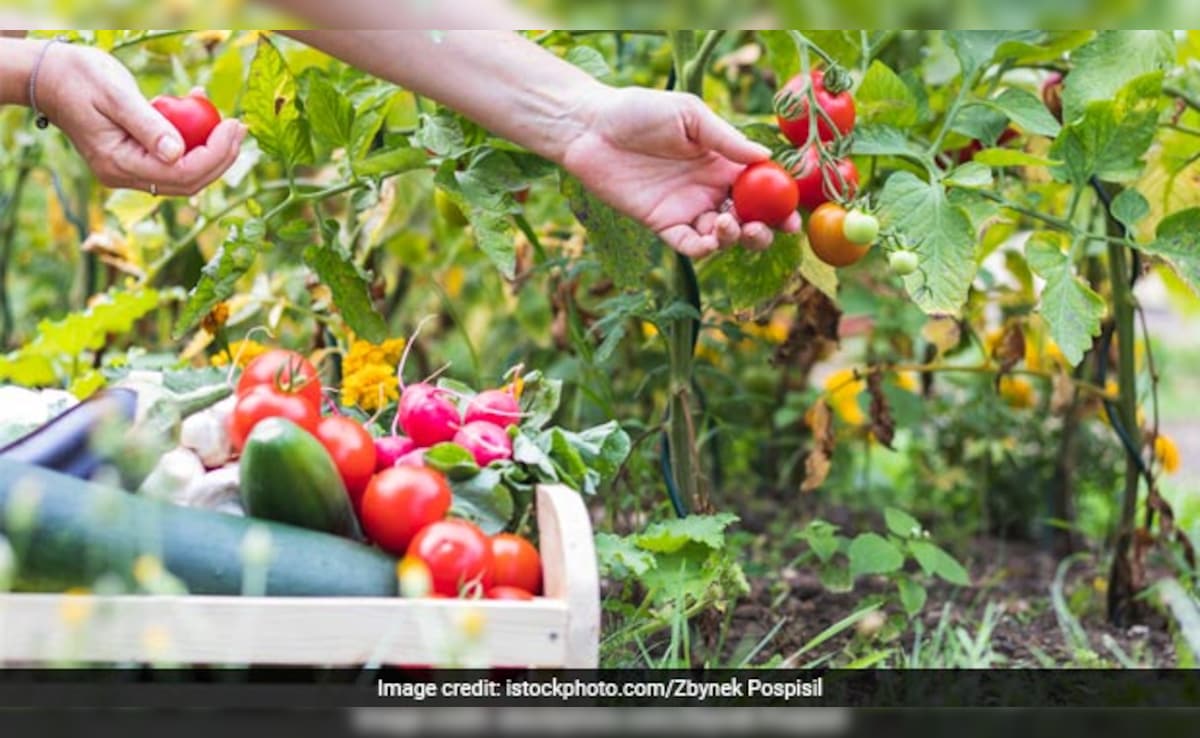 फरवरी में लगाएं ये बीज, 30 दिन में तैयार होंगी ताजी सब्जियां, खर्चा कम और फायदा ज्यादा