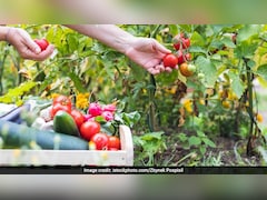 फरवरी में लगाएं ये बीज, 30 दिन में तैयार होंगी ताजी सब्जियां, खर्चा कम और फायदा ज्यादा