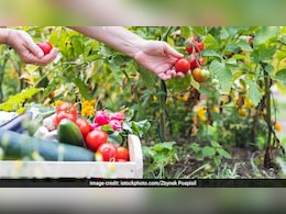 फरवरी में लगाएं ये बीज, 30 दिन में तैयार होंगी ताजी सब्जियां, खर्चा कम और फायदा ज्यादा